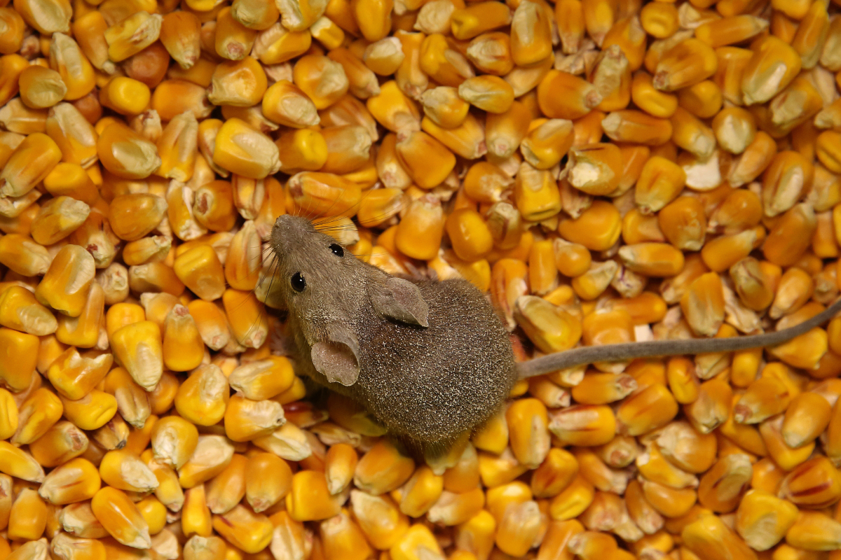 Ratos na lavoura