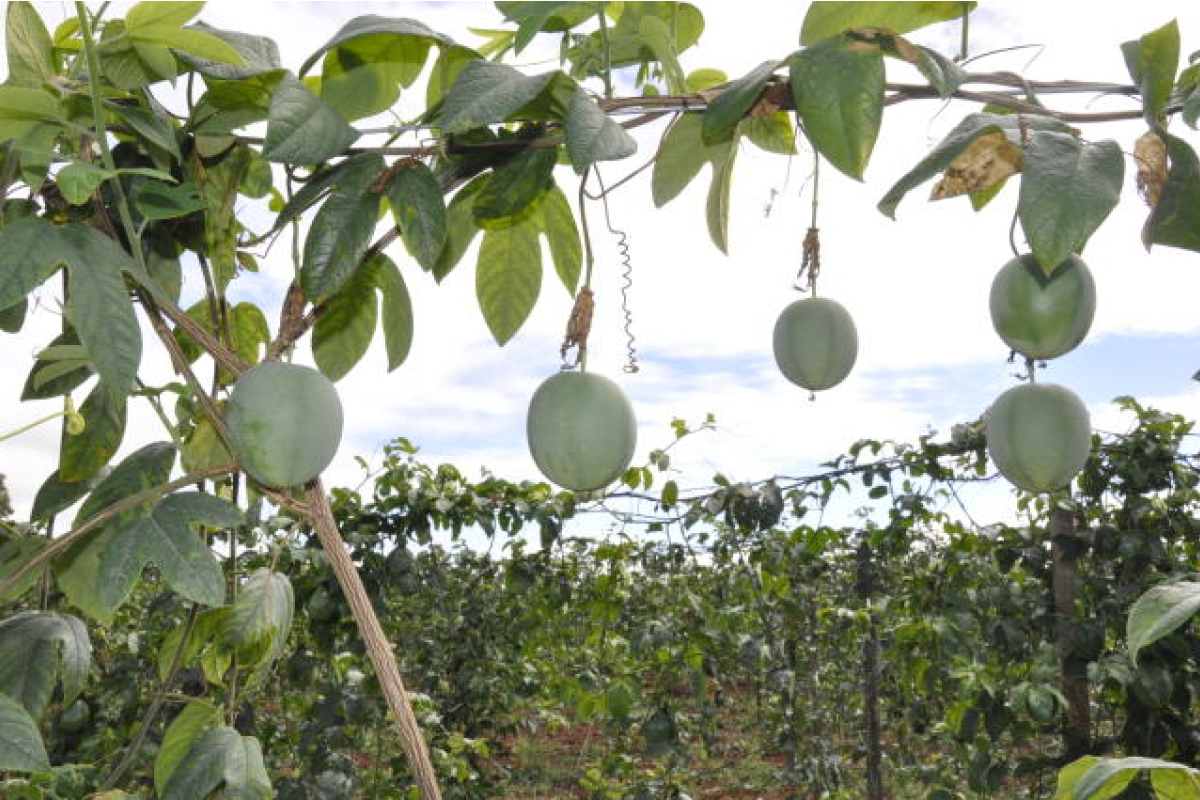 maracujá do Cerrado
