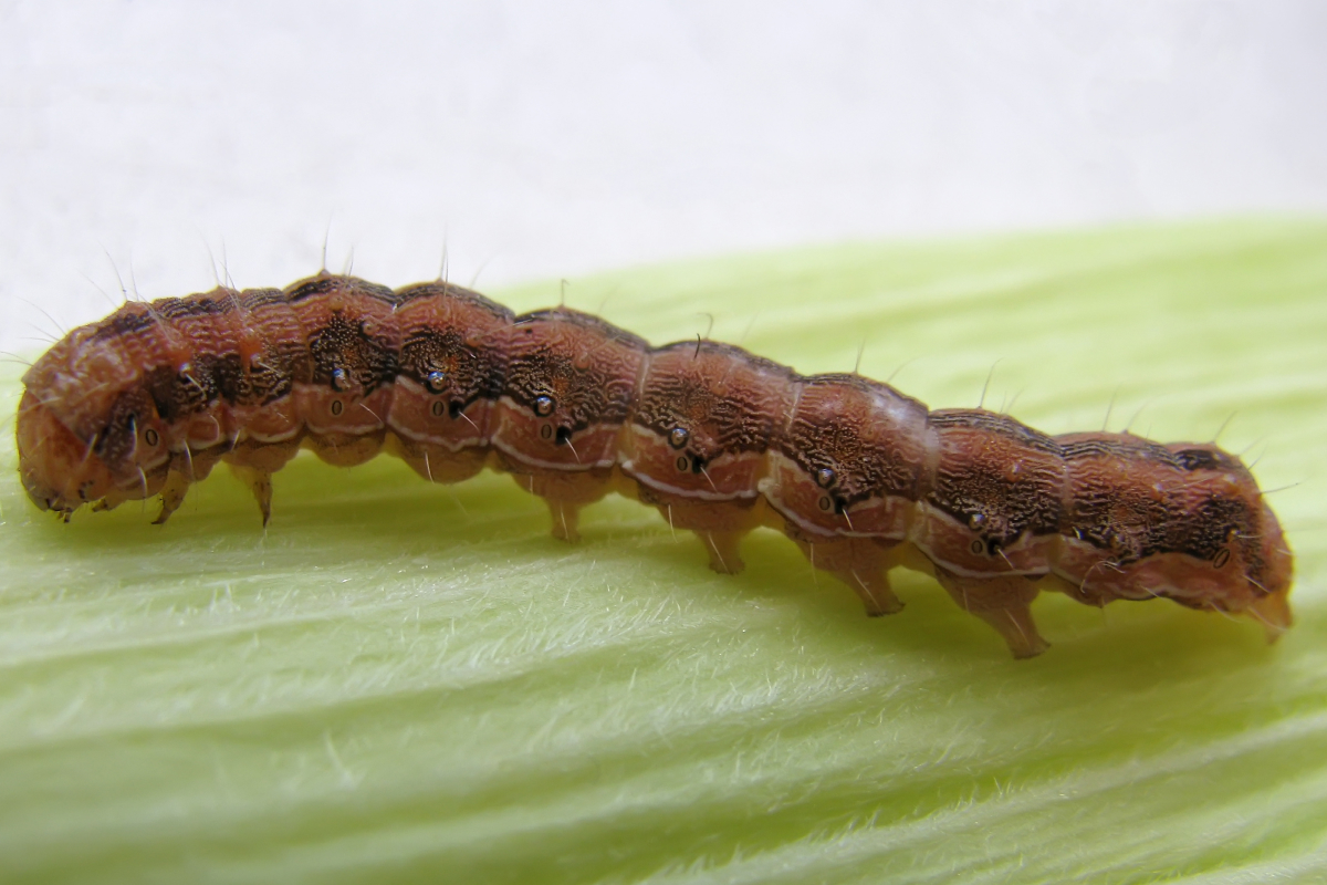 Helicoverpa armigera