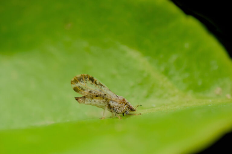 Como combater o greening: guia prático