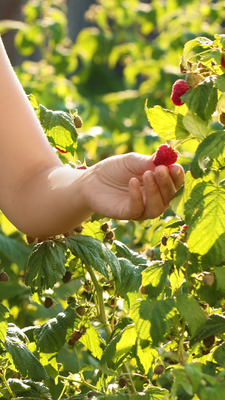 Como plantar framboesa em casa?