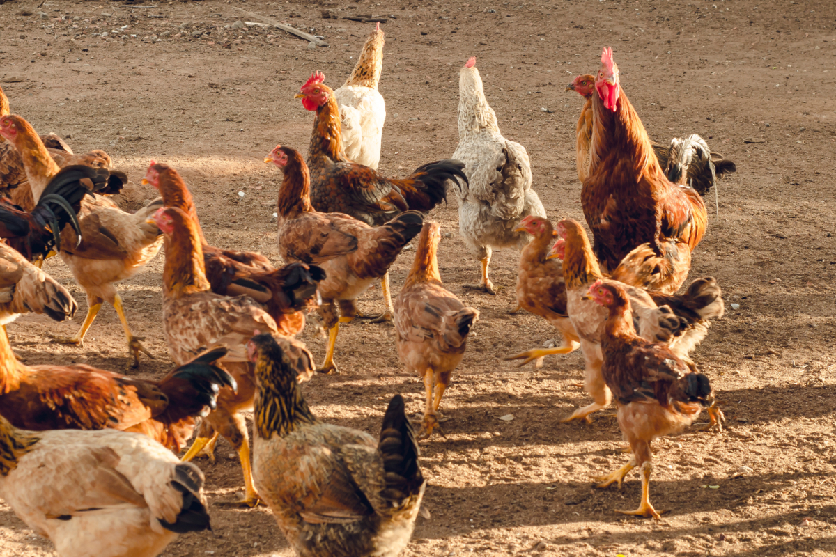 criar galinha caipira