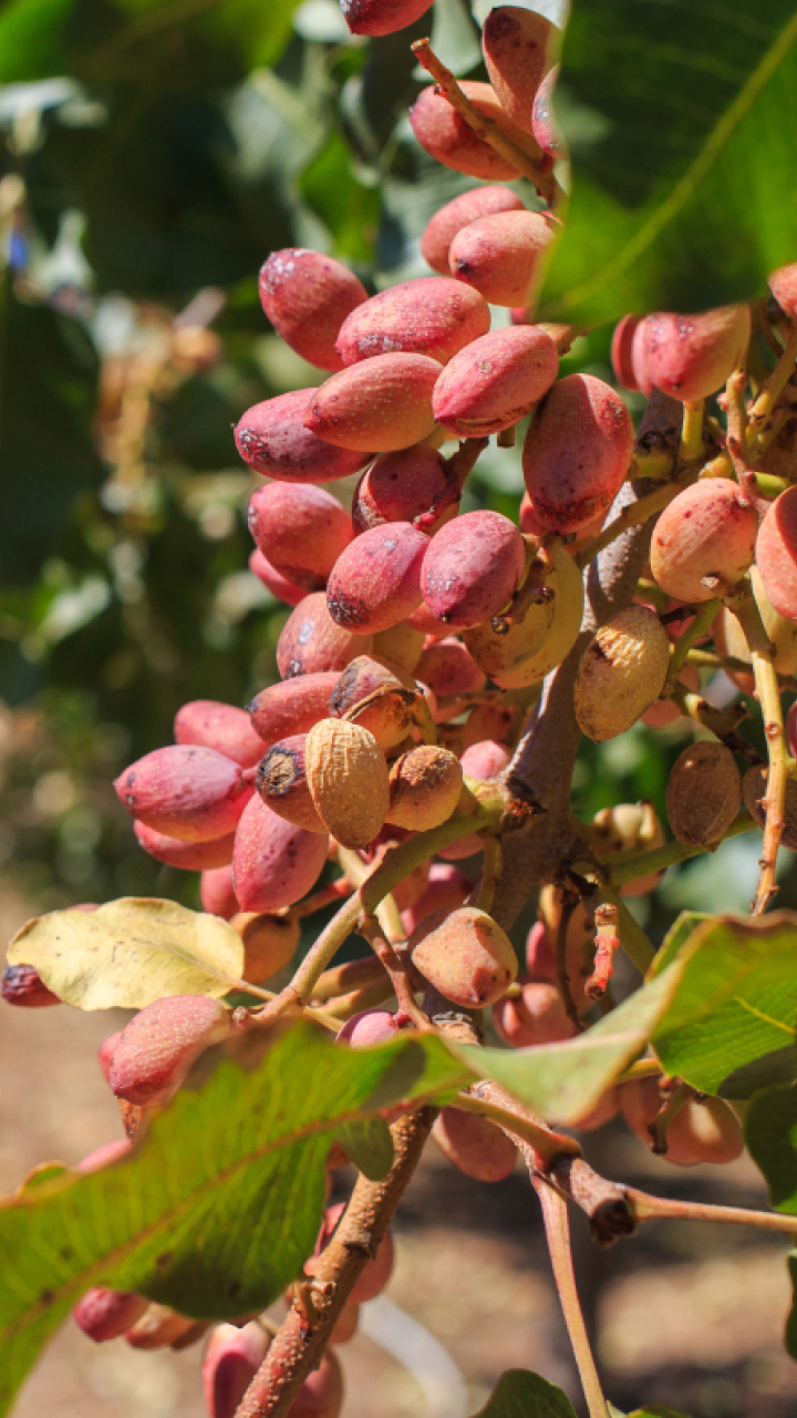 De onde vem o pistache que conquistou o Brasil?