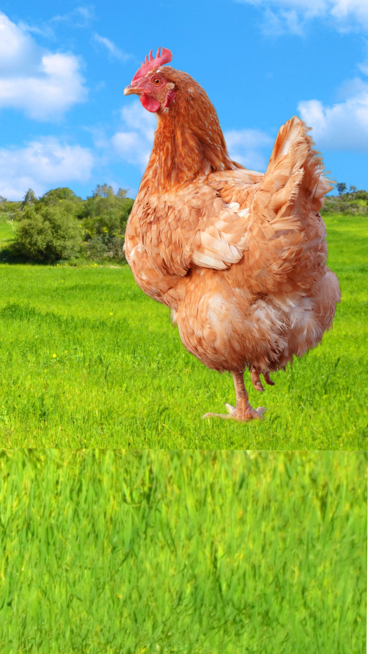 Como criar galinha caipira?