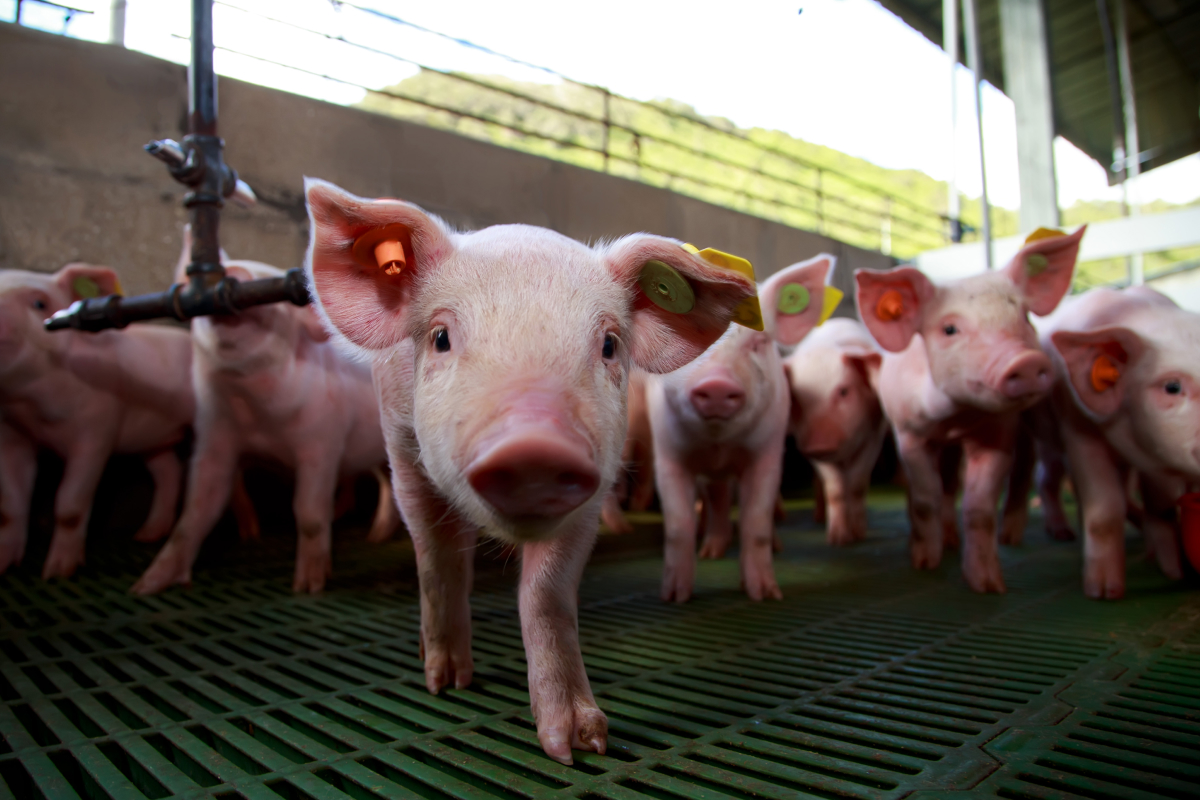 Biosseguridade na suinocultura