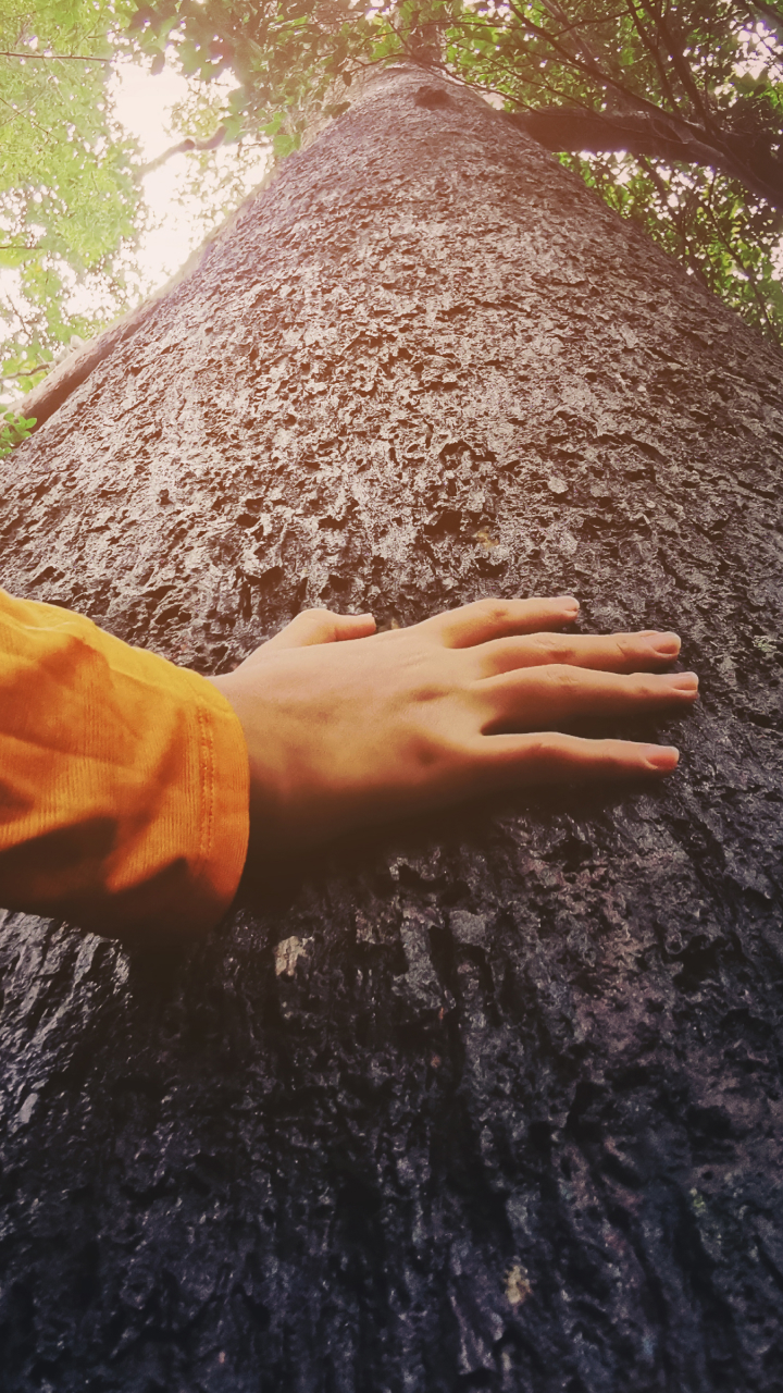 Como calcular a idade das árvores?