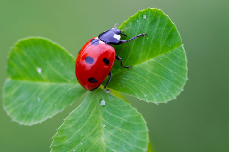 Quando os insetos 'do bem' salvam a lavoura