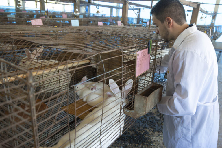 Protocolo inédito abre caminho para a produção de leite de coelha
