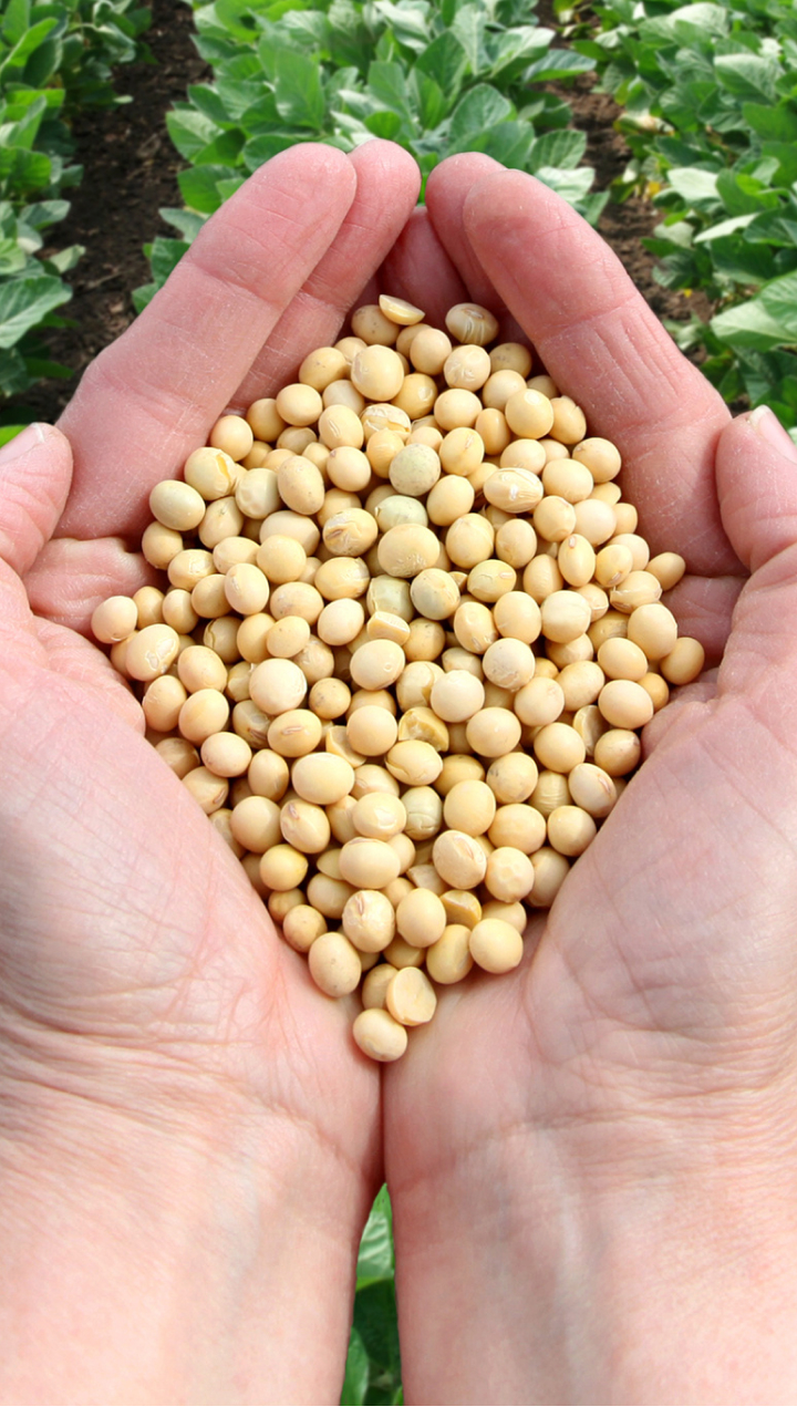 Como funciona a classificação de soja no Brasil?