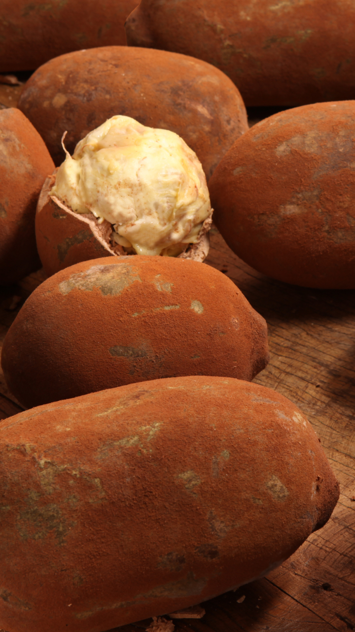 Cupuaçu: a fruta parente do cacau que tem vários usos