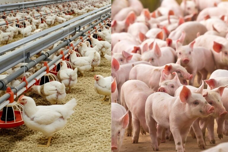 MBRF e governo do PR estruturam fundo para financiar cadeia de aves e suínos