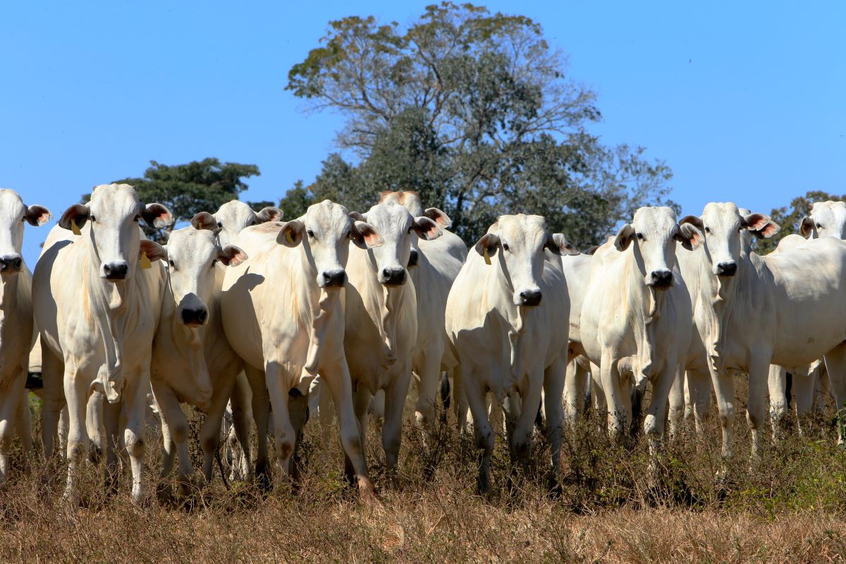 Contratos futuros do boi gordo ao longo de 2026 também apresentam valorização consistente. Foto: Adobe Stock