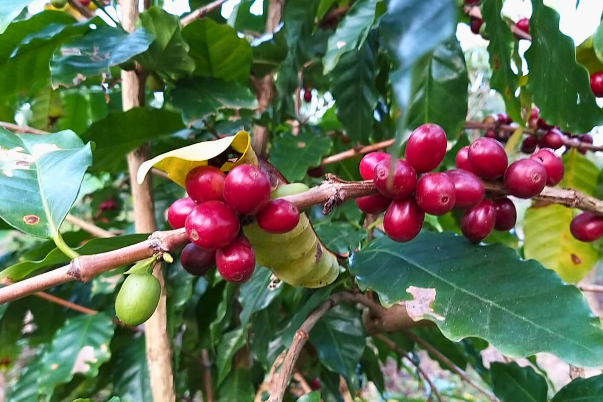 Foto: Sape/Divulgação