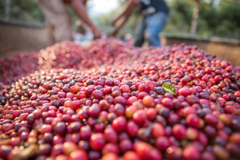 Mercado de café segue atento ao clima, apesar da expectativa de safra maior