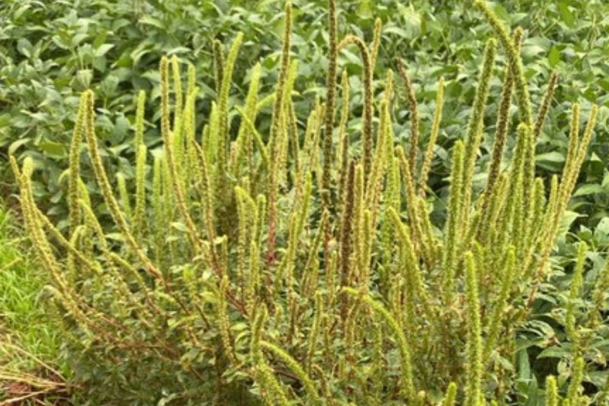 Caruru-gigante, também chamado de caruru-palmeri, é considerado uma praga de alta agressividade. Foto: Divulgação/ Mapa