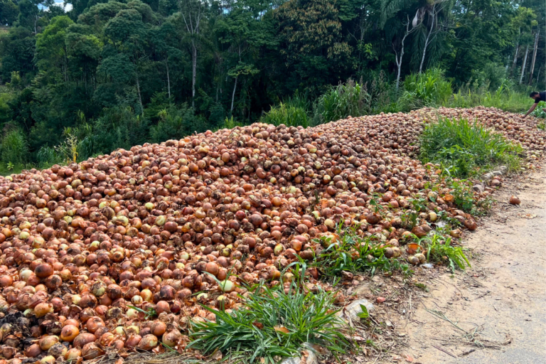 Descarte de cebola em Santa Catarina chama atenção para crise no setor