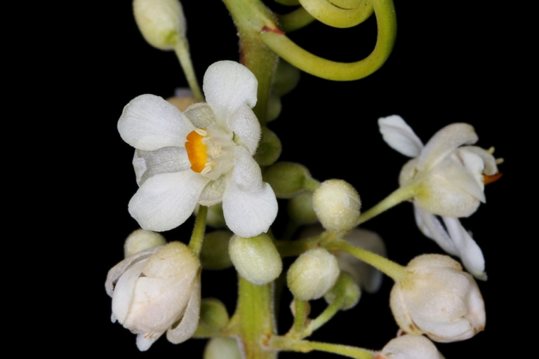 Cipó-uva: a trepadeira que serve para ornamentação e mel