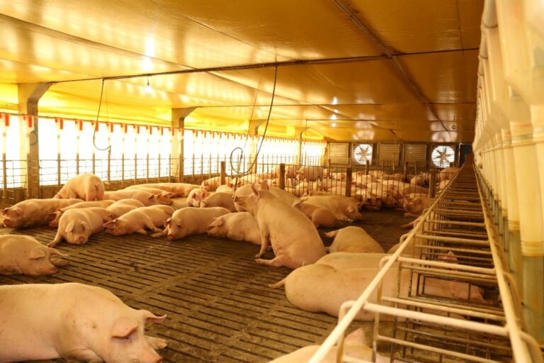 Seara conclui transição para gestação coletiva de suínos e amplia produção em 40%