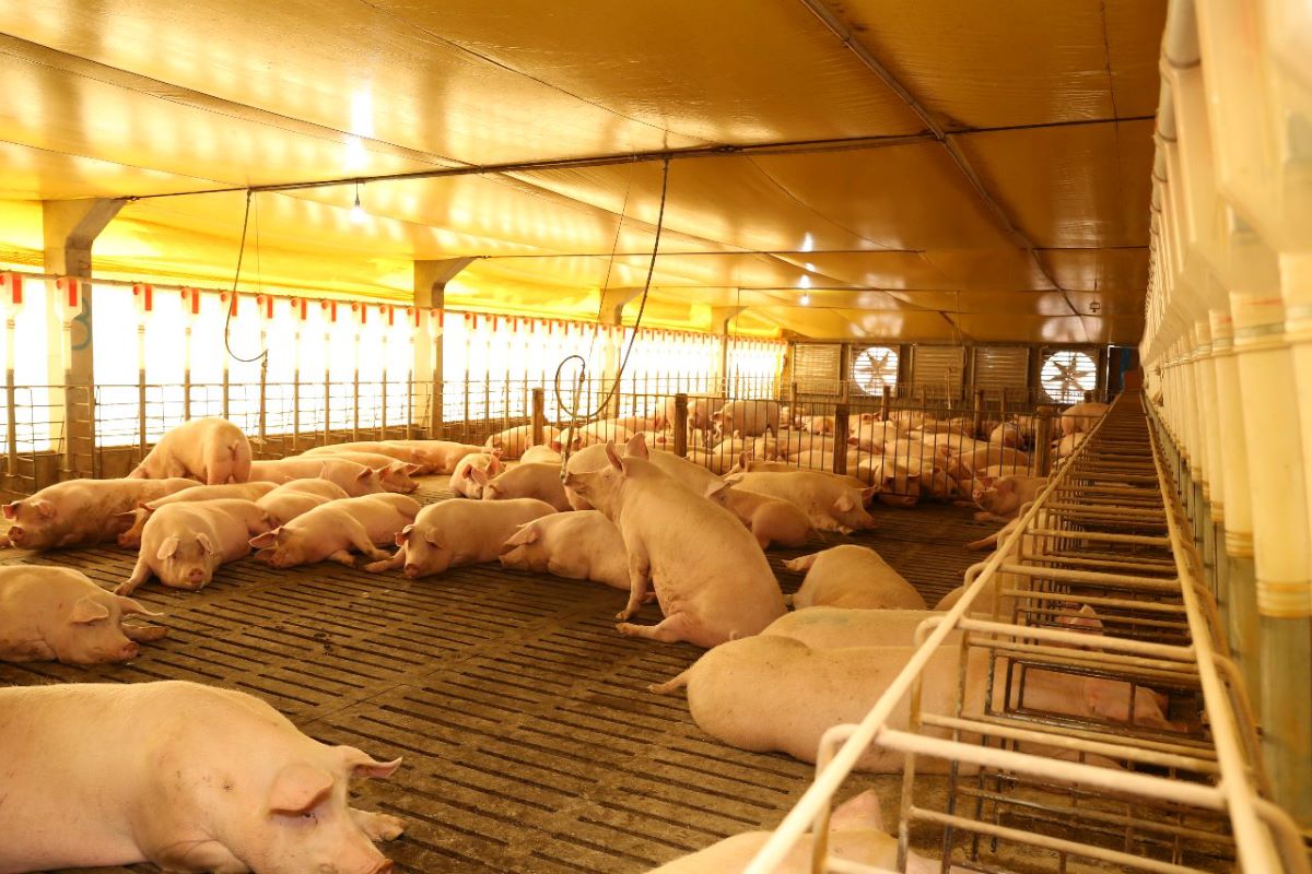 Além das adequações físicas, a empresa implementou incentivos para o bem-estar animal. Foto: Seara/Divulgação