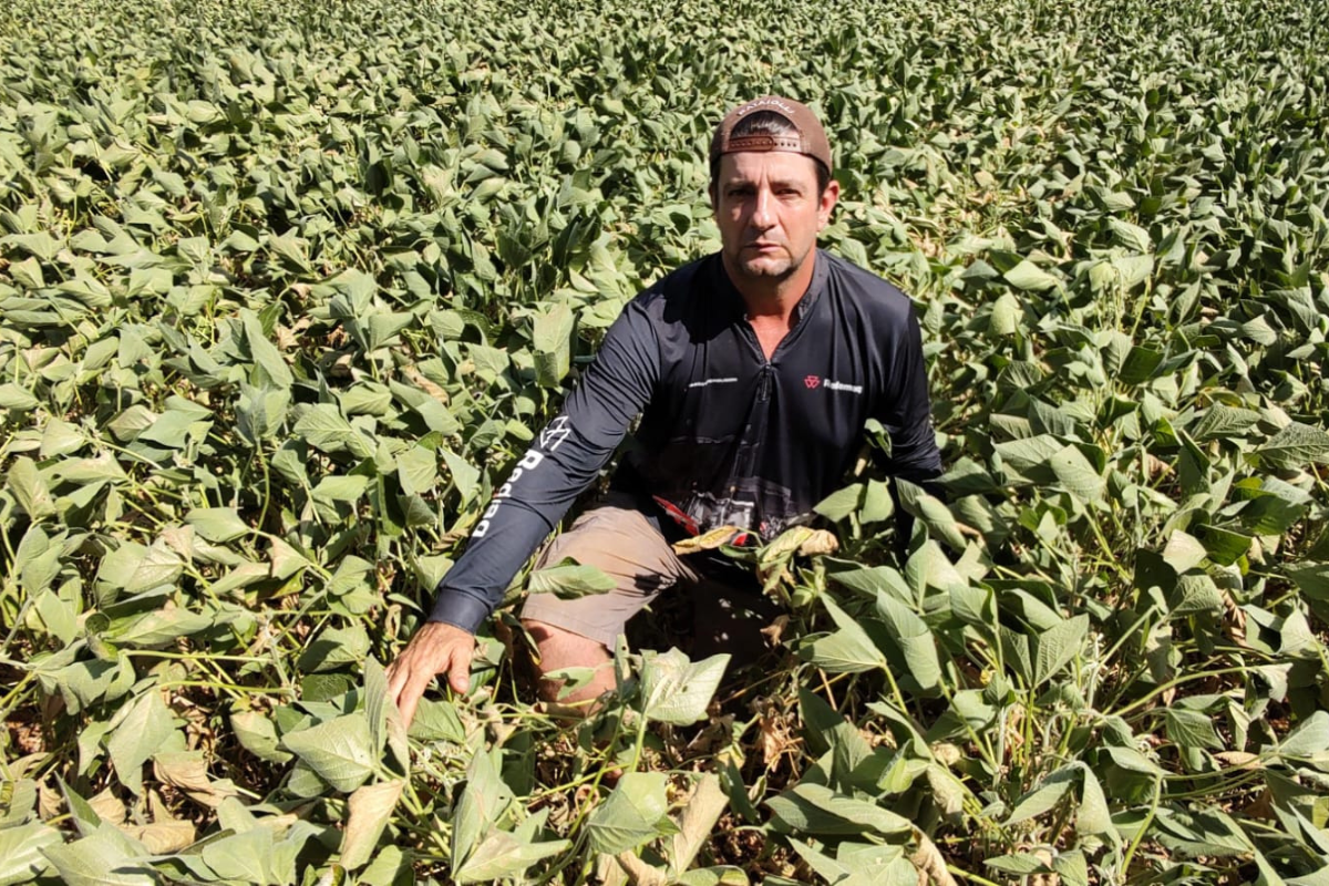 lavoura de soja com estiagem em São Borja