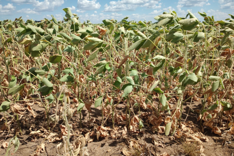 Estiagem causa prejuízos irreversíveis à soja e agrava crise no campo no RS