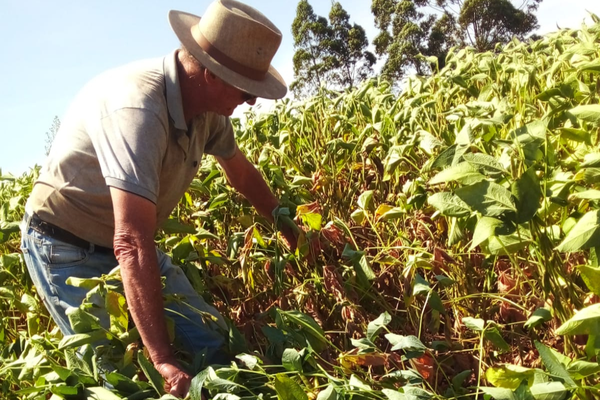 lavoura de soja com estiagem em Tapera
