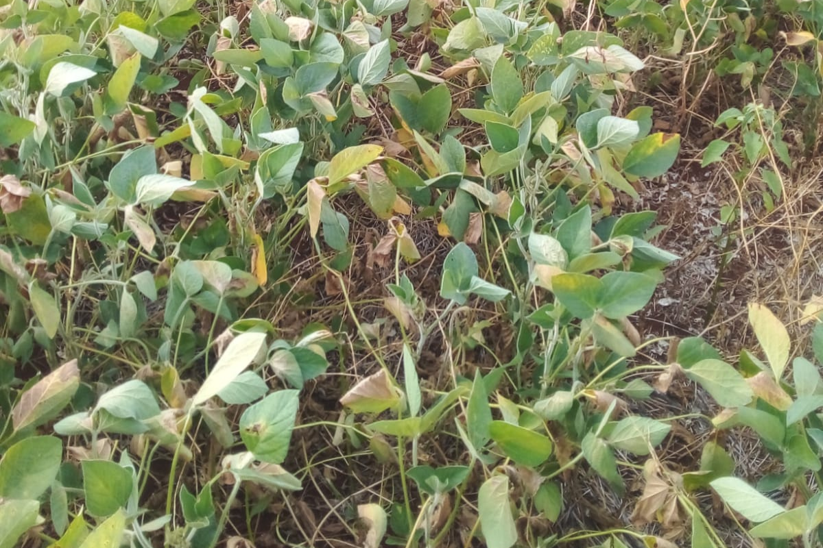 lavoura de soja com estiagem em Tapera