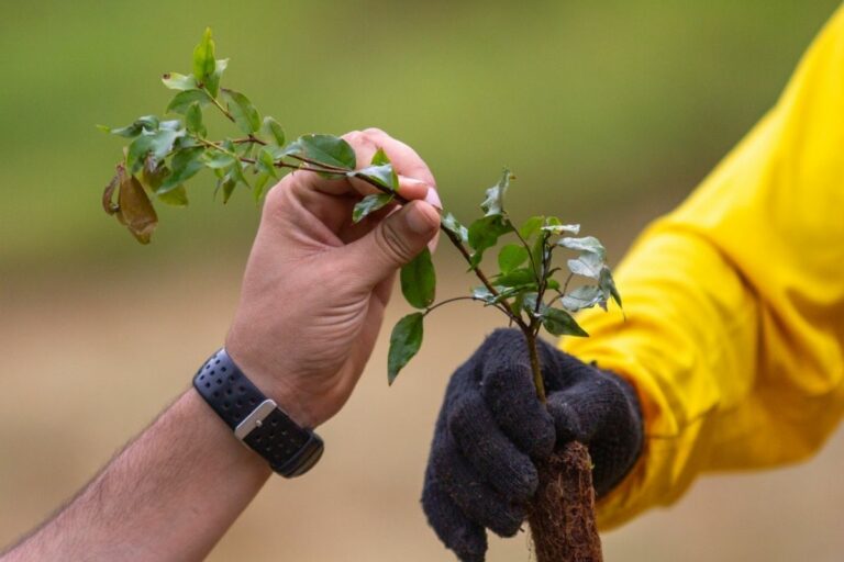 Projeto apoia produtores na regularização ambiental em SP; saiba como participar