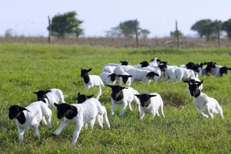 Derivados do leite e valorização da lã impulsionam a ovinocultura em 2025