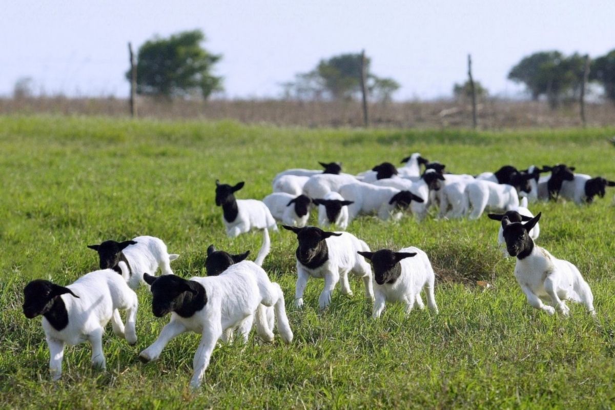 Após anos de baixa remuneração, a lã voltou a se valorizar. Foto: Divulgação/Arco