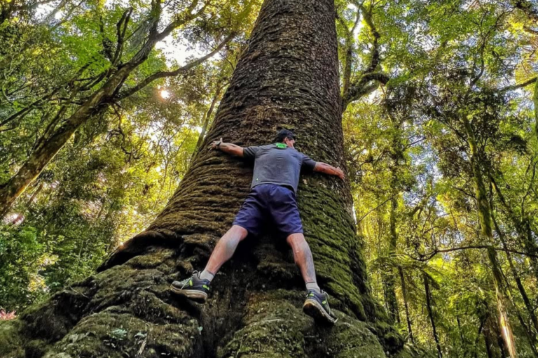 O gigante da natureza que desafia o tempo no RS