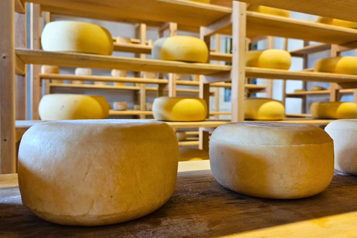 queijo serrano; Cambará do Sul; queijaria