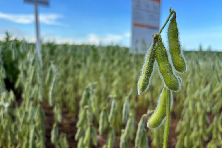 Oeste da Bahia: o que torna a região um dos polos na produção de sementes de soja?