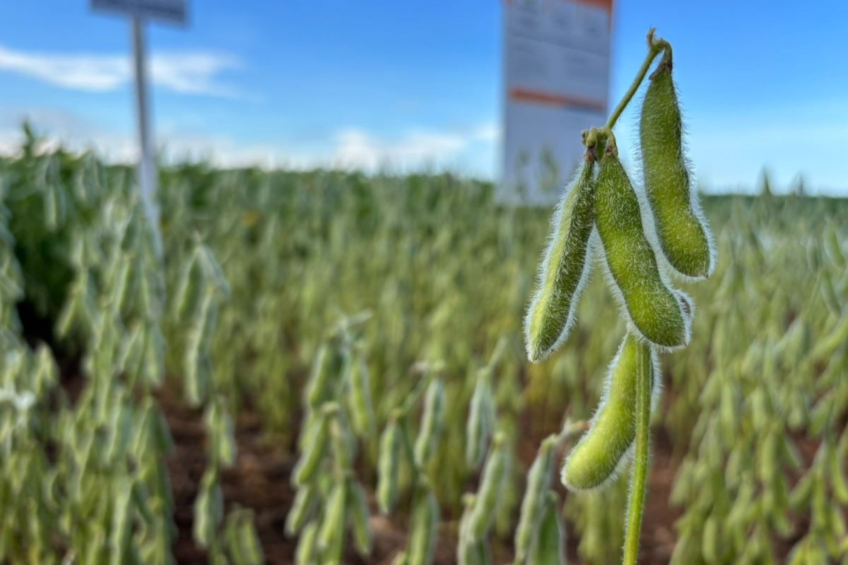 Produção de sementes de soja estimada por safra na Bahia é entre 4,5 milhões e 5 milhões de sacas. Foto: Daumildo Júnior/Agro Estadão