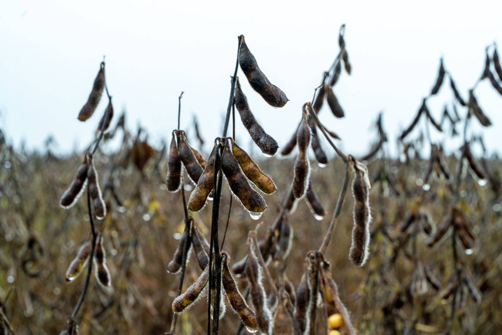 Por conta da chuva, há soja brotando nas vagens e grãos fora do padrão de umidade em MT. Foto: Aprosoja-MT