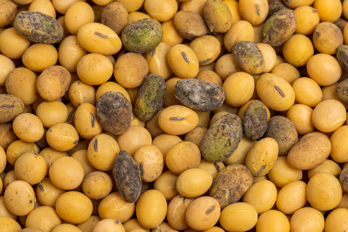 tipos de soja; soja com defeitos; mofo soja; 