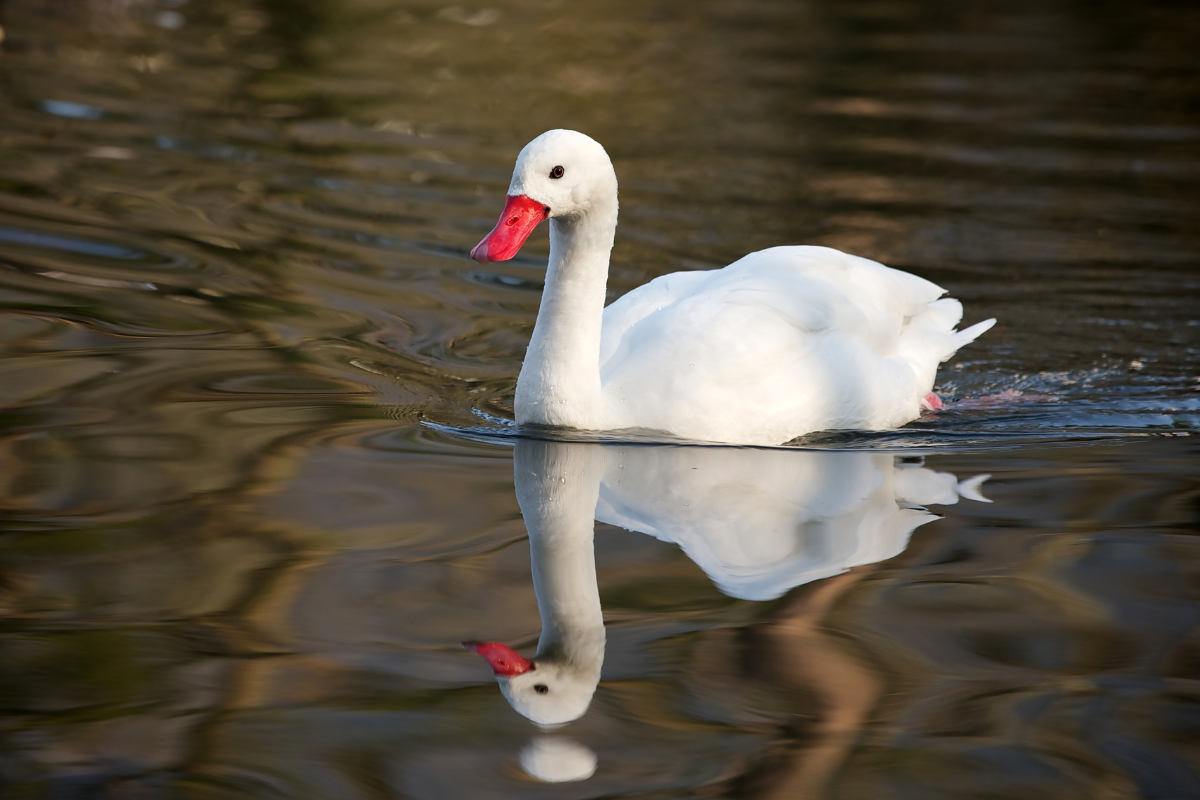 Caso em cisne-coscoroba no Rio Grande do Sul foi localizado no domingo, 01. Foto: Adobe Stock