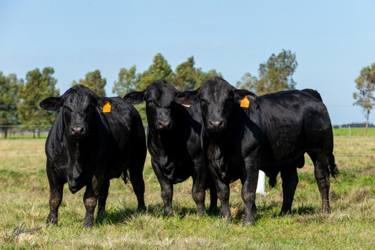 Rincon del Sarandy anuncia liquidação total do plantel em megaleilão 