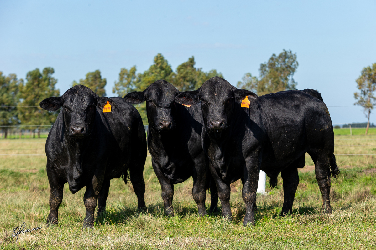 Cerca de 2,5 mil animais entre Angus, Brangus e Ultrablack serão leiloados. Foto: Gabriel Oliveira/Rincon del Sarandy