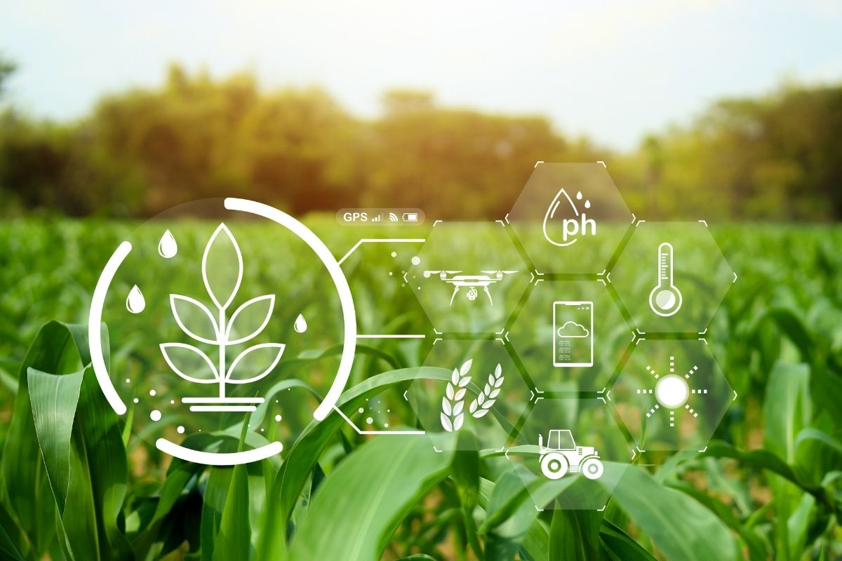 Modelo de IA foi treinado com 2,2 mil amostras agrícolas. Fonte: Adobe Stock