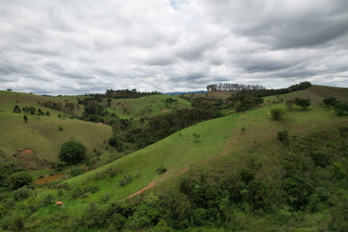 Refloresta-SP tem a meta de restaurar e monitorar 1,5 milhão de hectares até 2050. Foto: Refloresta-SP/Divulgação