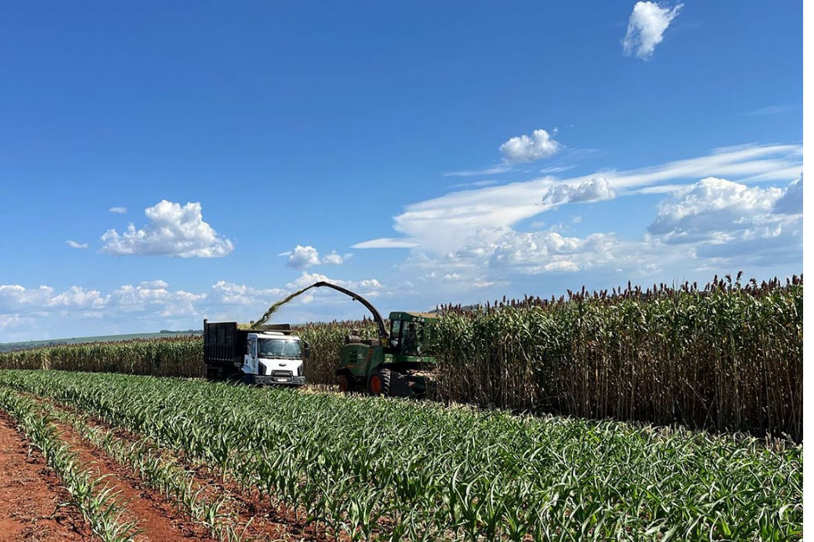 Nova variedade de sorgo forrageiro pode atingir até 5 metros de altura. Foto: Latina Seeds