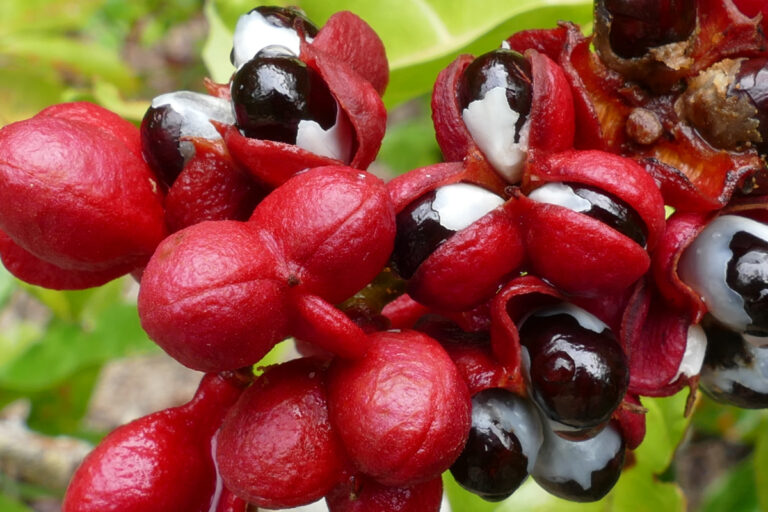 Guaraná da Amazônia une tradição, saúde e floresta