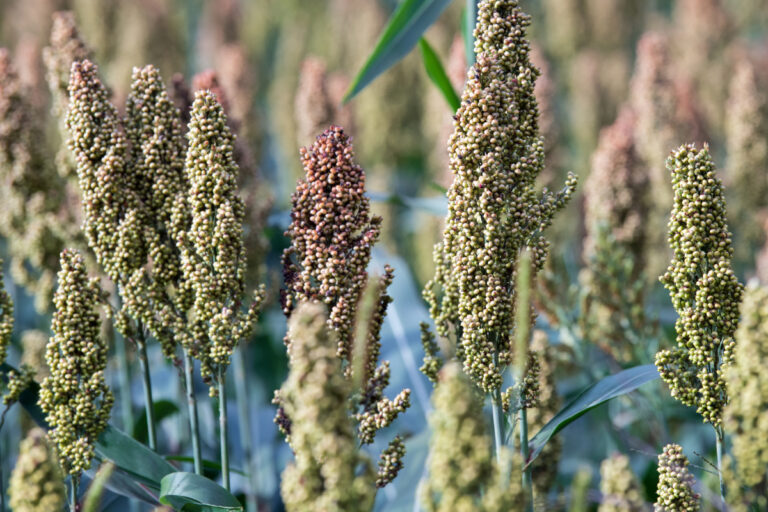 Silagem de sorgo: quando colher para garantir a qualidade?
