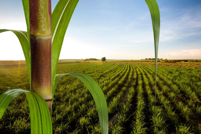 Quais são os principais derivados da cana-de-açúcar?