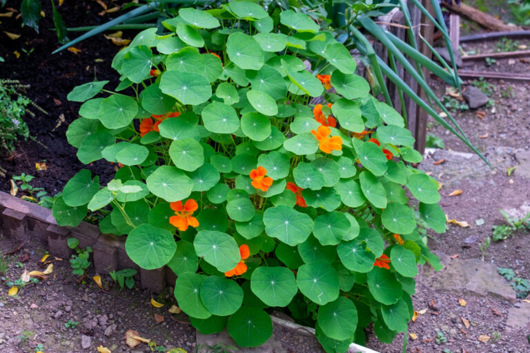 Da horta ao prato: os usos da capuchinha na saúde e na cozinha