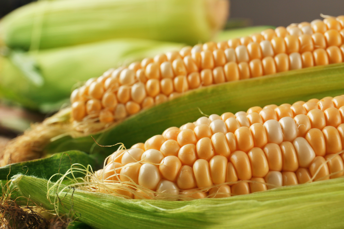 Milho-verde x milho-doce