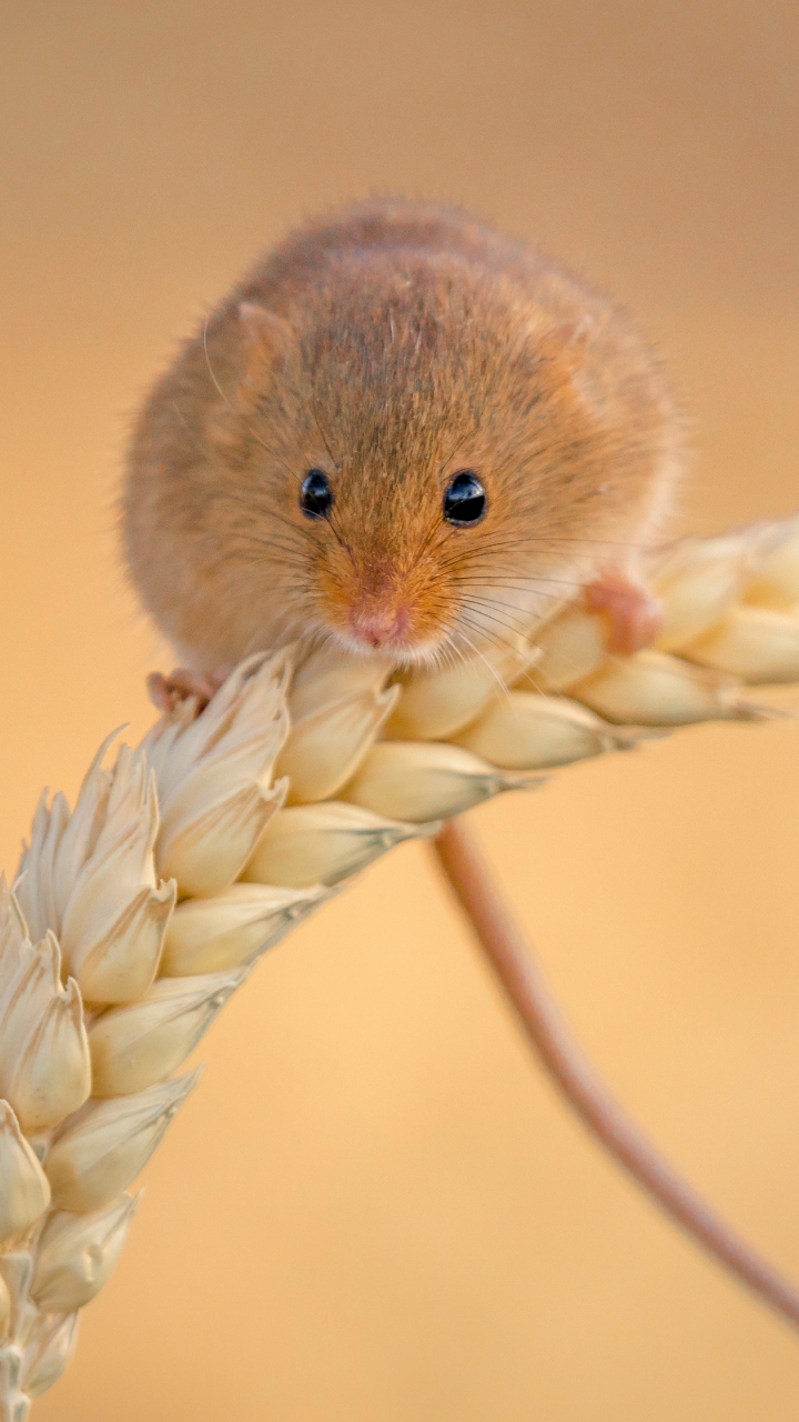 Como combater ratos na lavoura?
