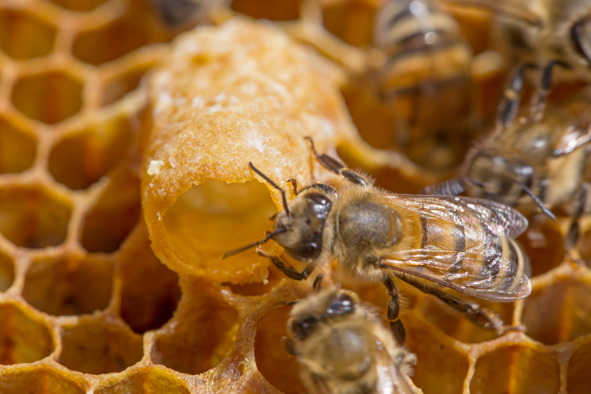 produção de geleia real