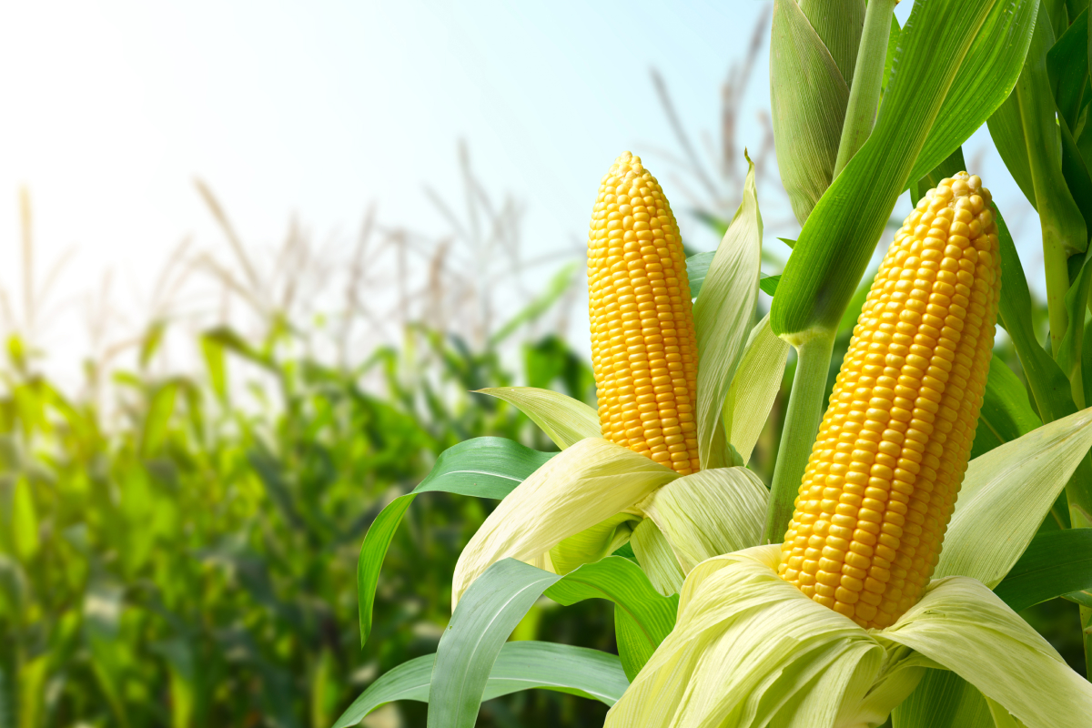 Milho-verde x milho-doce